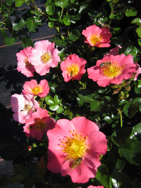 Rosa Pretty Girl
